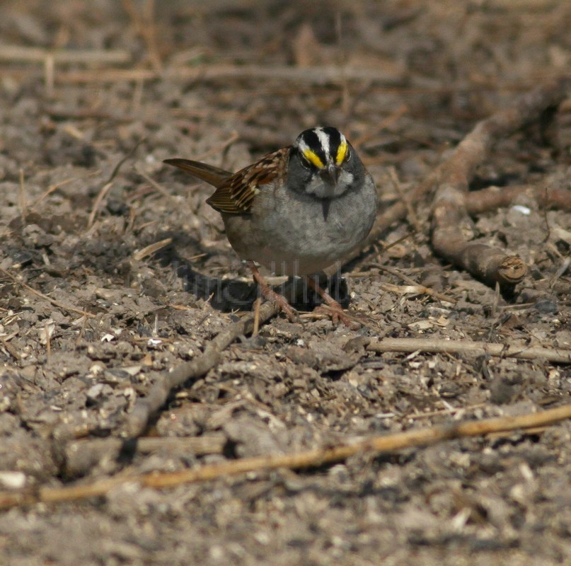 White-throated Sparrow 