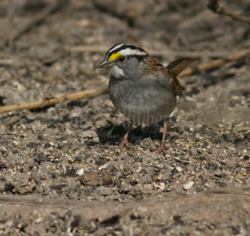 White-throated Sparrow