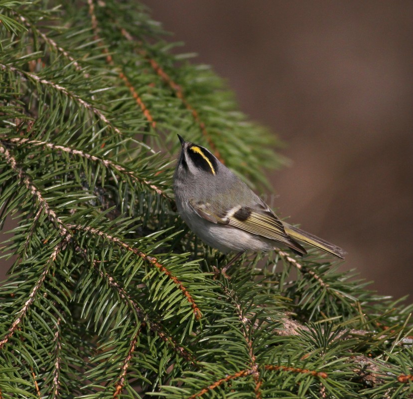 Golden-crowned Kinglet