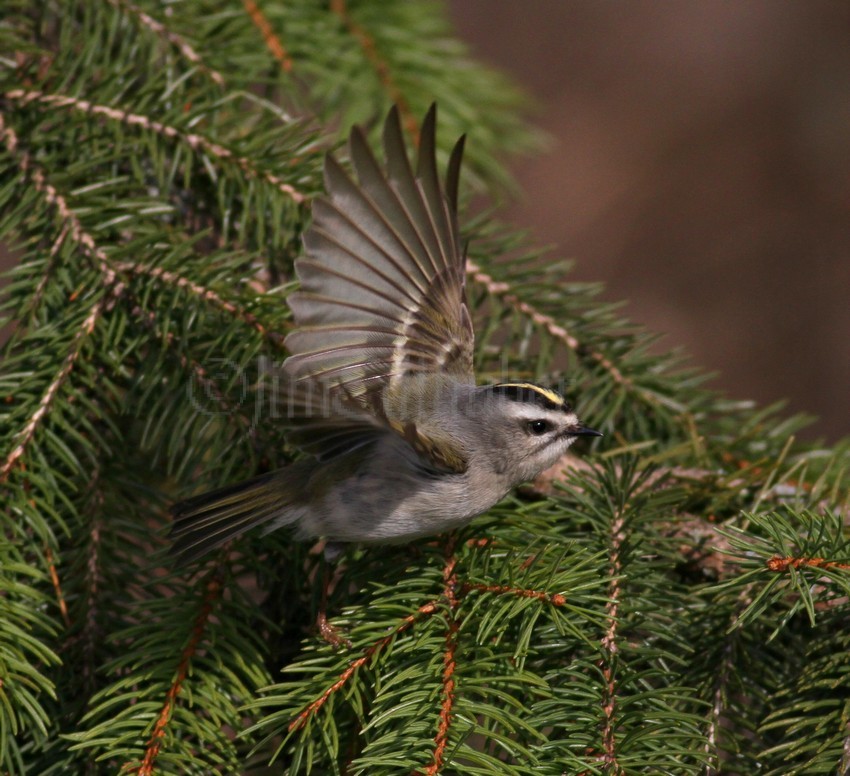 Golden-crowned Kinglet, female