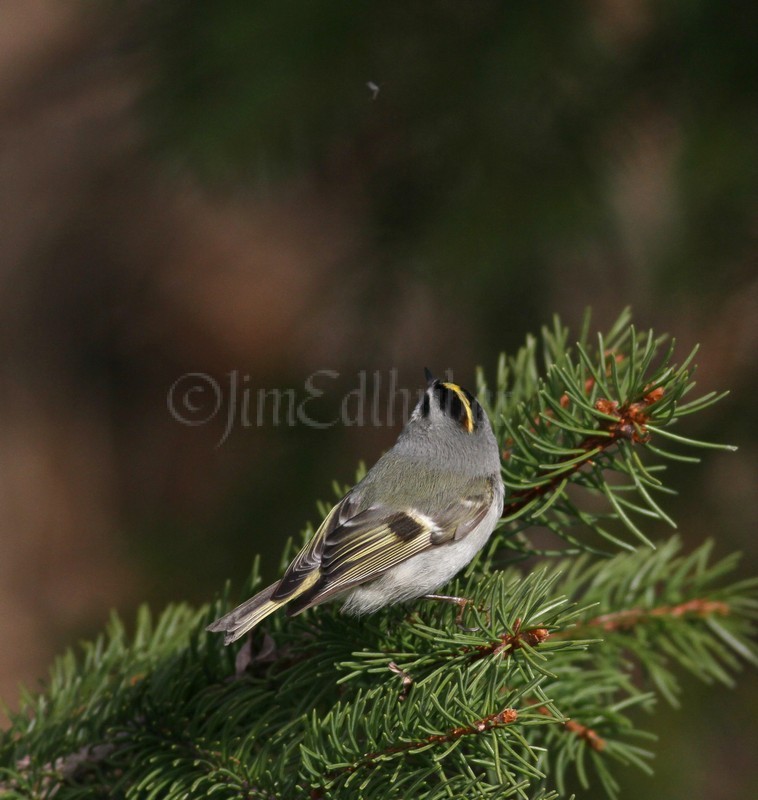 Golden-crowned Kinglet, female