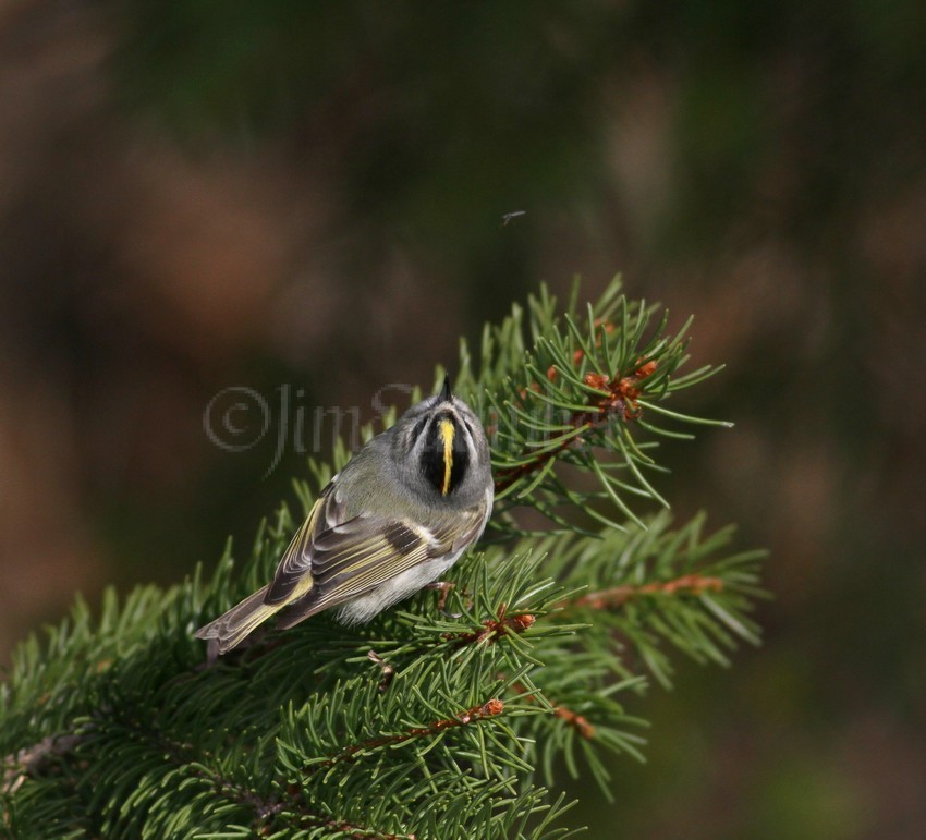 Golden-crowned Kinglet, female