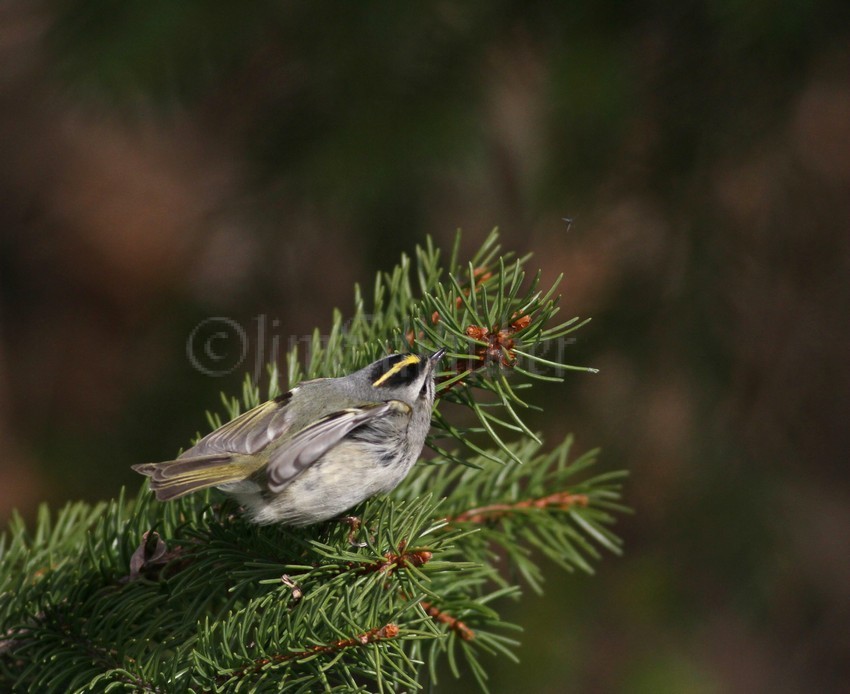Golden-crowned Kinglet, female still following the insect