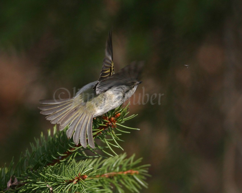 Golden-crowned Kinglet, female going for the insect and getting it!