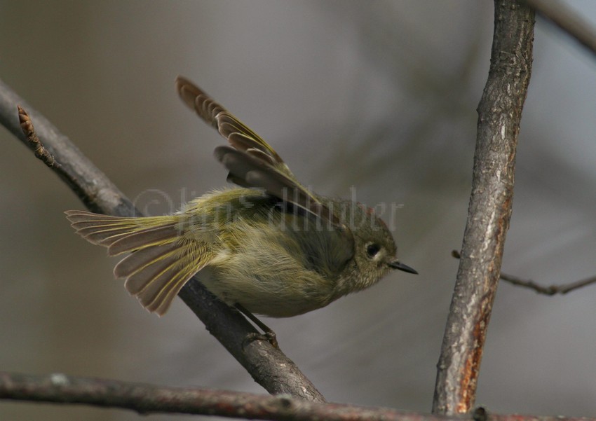 Ruby-crowned Kinglet, male