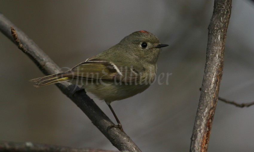 Ruby-crowned Kinglet, male