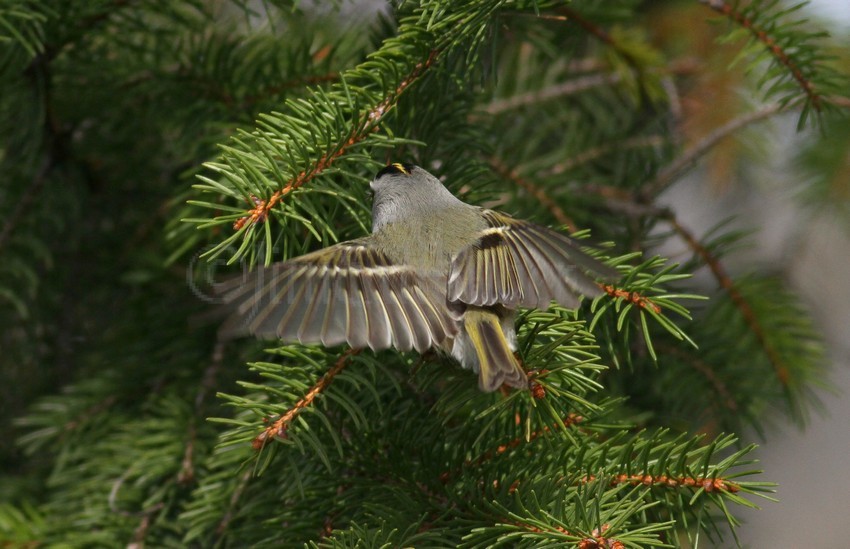 Golden-crowned Kinglet, female going for an insect.