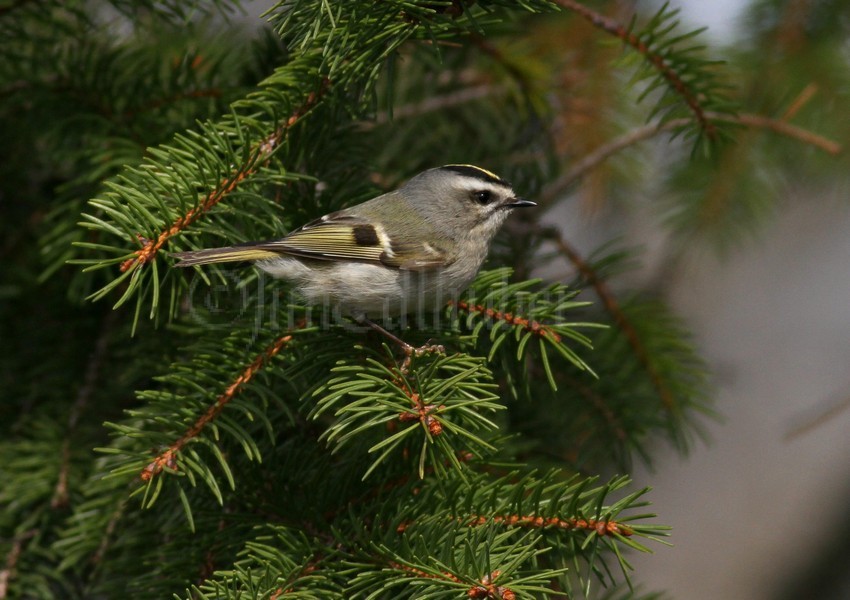 Golden-crowned Kinglet, female