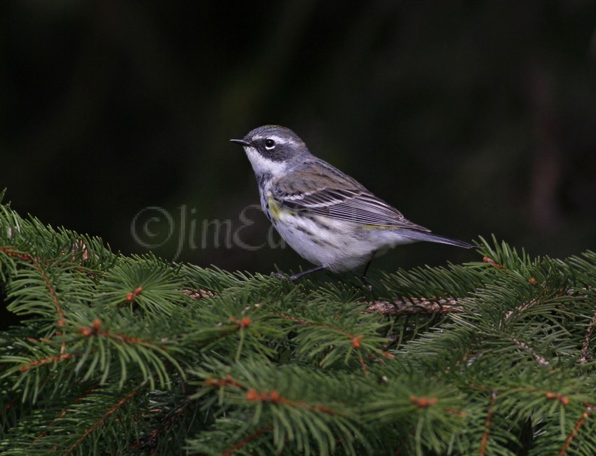 Yellow-rumped Warbler