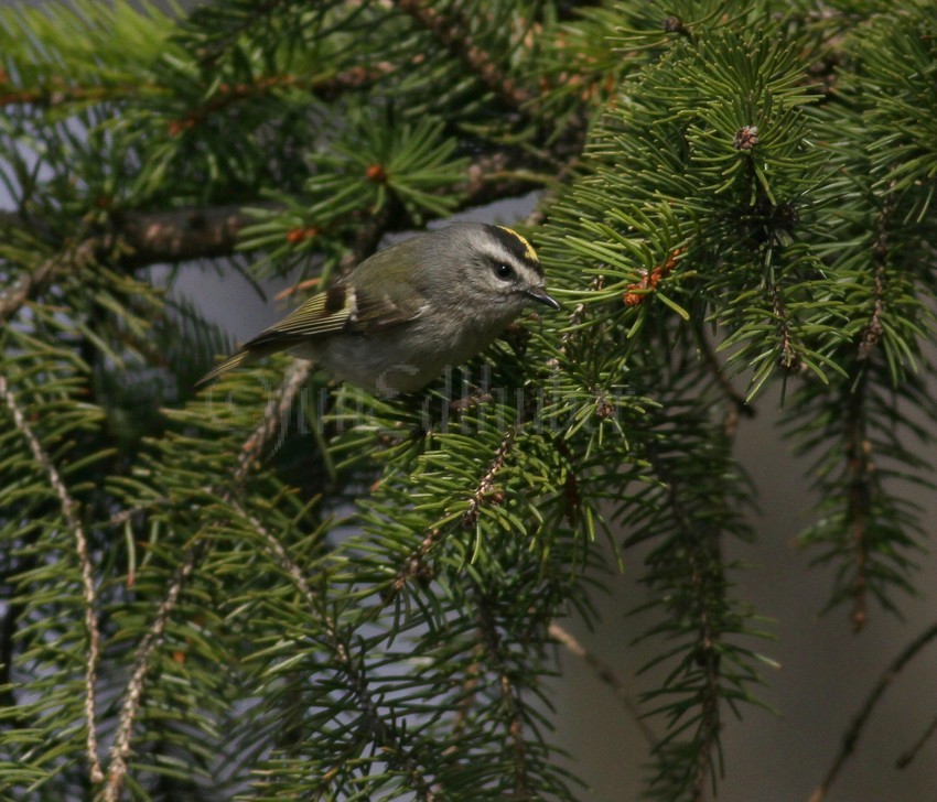 Golden-crowned Kinglet, female going for an insect.
