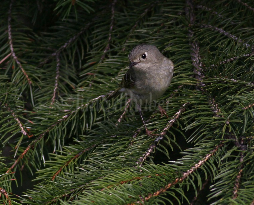 Golden-crowned Kinglet, female eying up an insect.