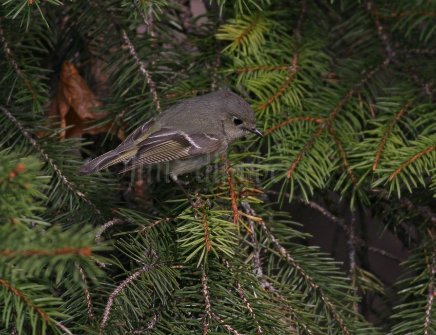 Ruby-crowned Kinglet, female watching an insect.