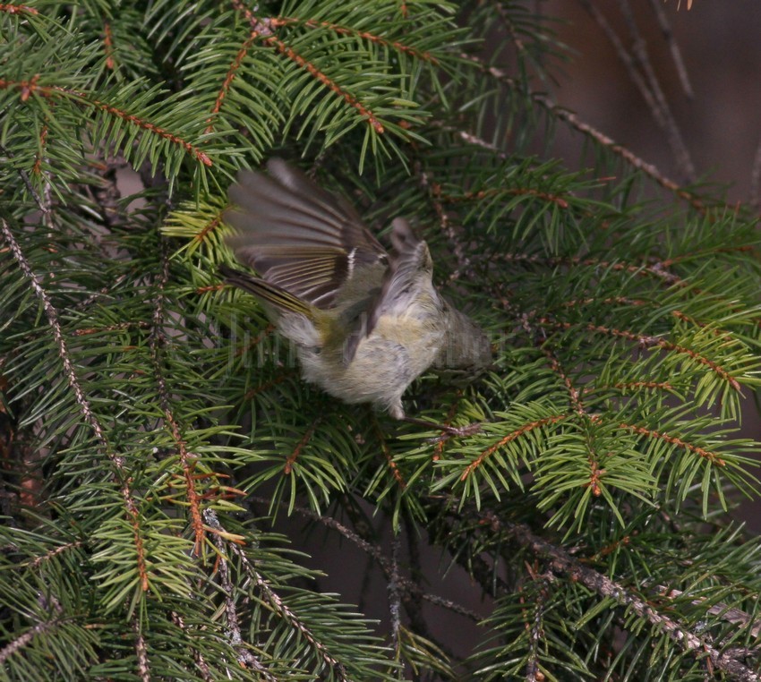 Ruby-crowned Kinglet, female getting an insect.