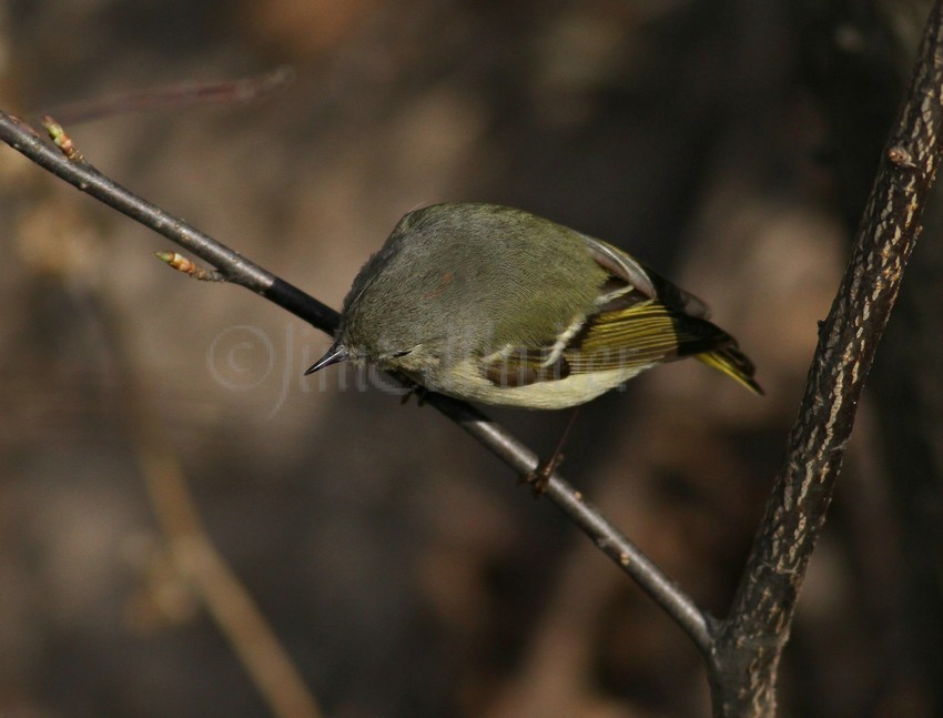 Ruby-crowned Kinglet, female 