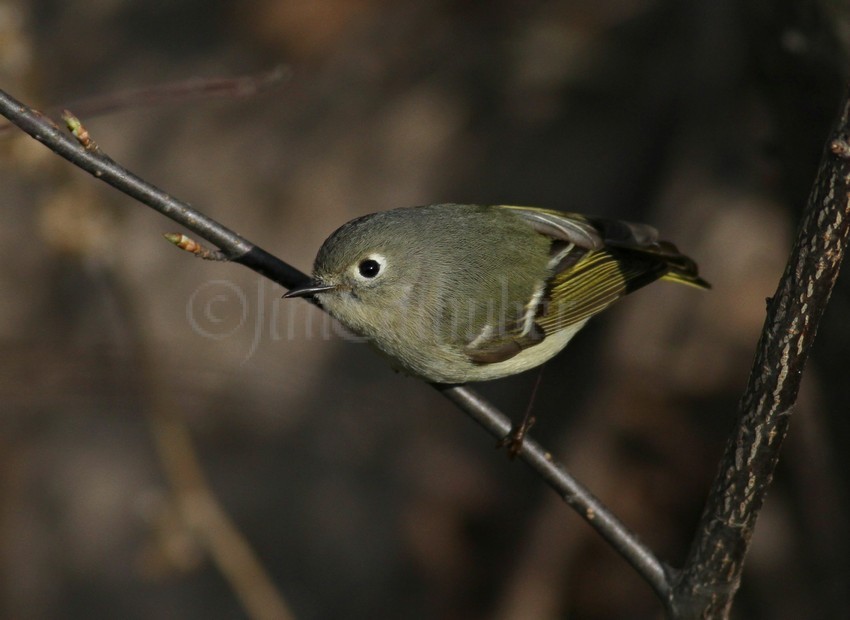 Ruby-crowned Kinglet, female