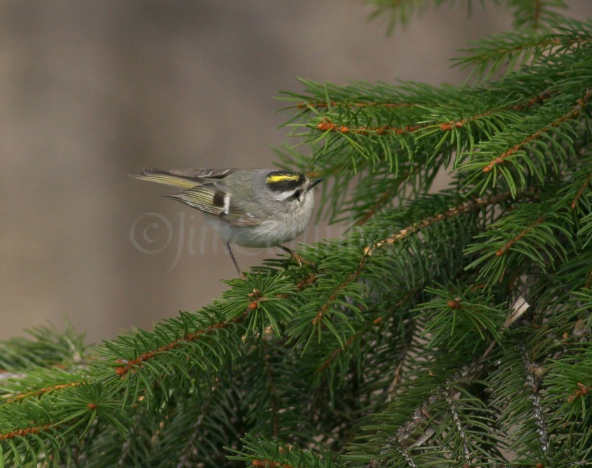 Golden-crowned Kinglet, female watching an insect.