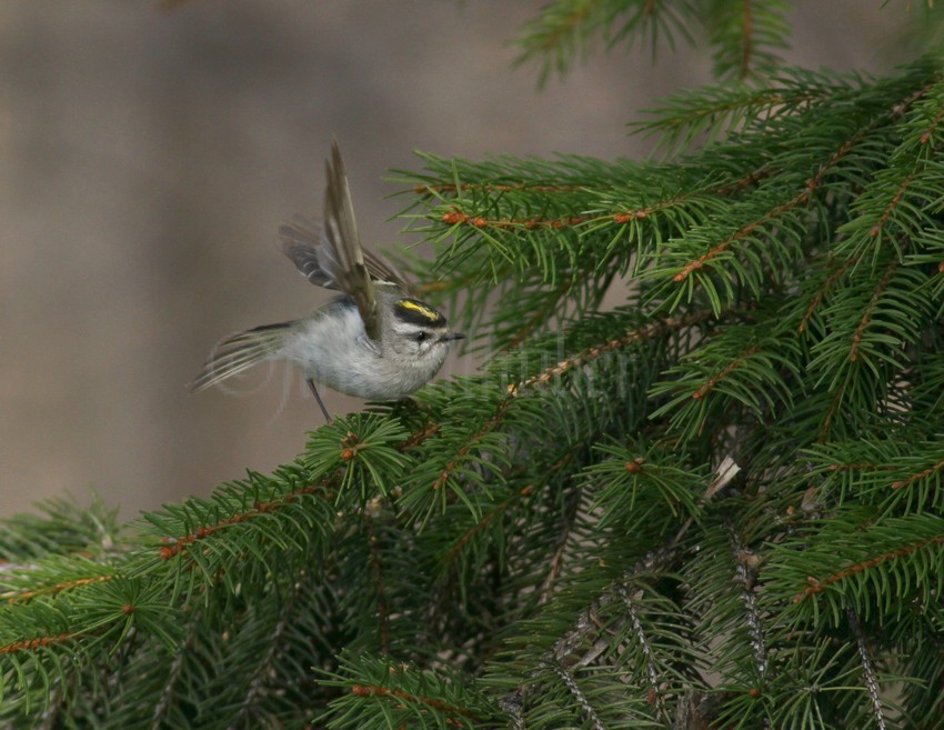 Golden-crowned Kinglet, female watching an insect.