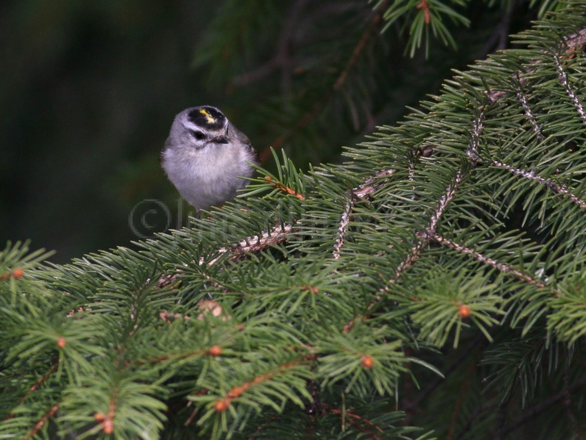 Golden-crowned Kinglet, female watching an insect.