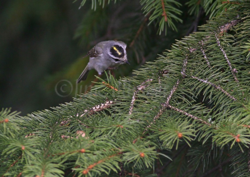 Golden-crowned Kinglet, female going for an insect.