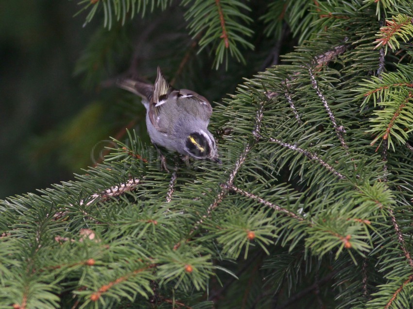Golden-crowned Kinglet, female getting an insect!