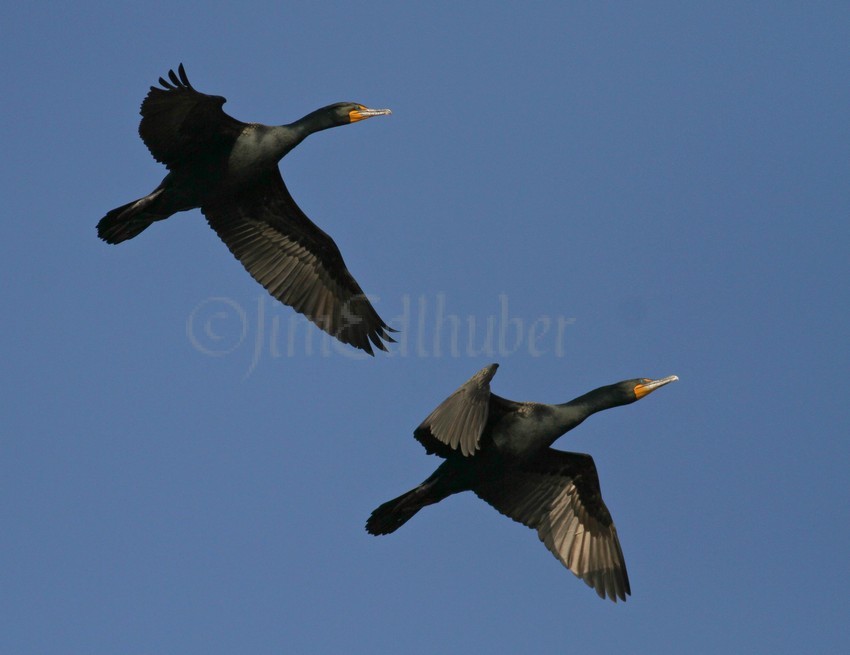 Double-crested Cormorants flyover Lake Michigan