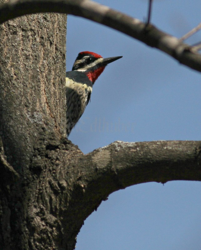 Yellow-bellied Sapsucker