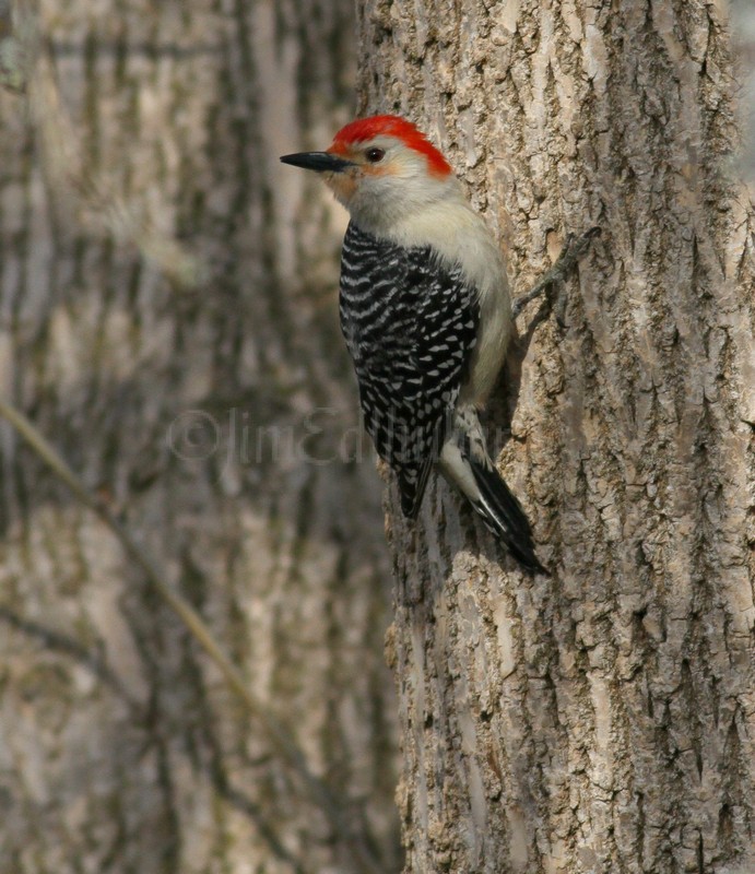 Red-bellied Woodpecker