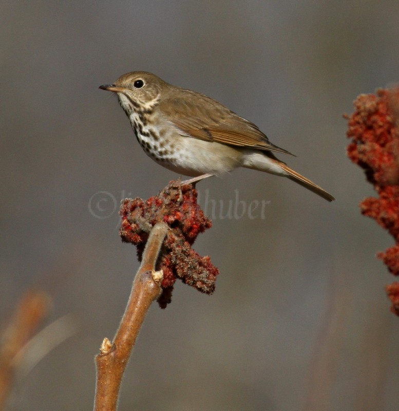 Hermit Thrush 