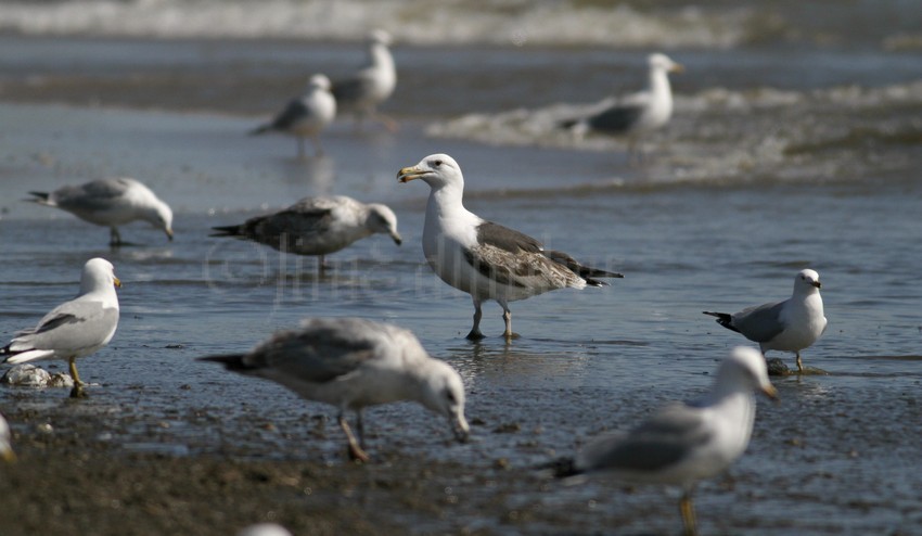 Great Black-backed Gull, 2nd winter