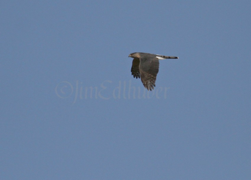 Sharp-shinned Hawk at a distance fly by