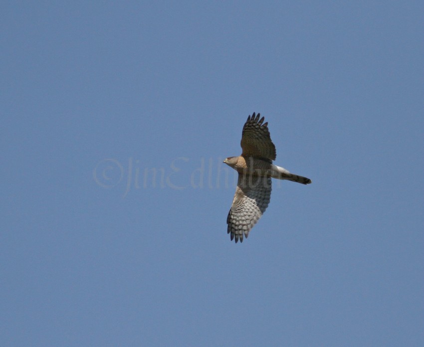 Sharp-shinned Hawk at a distance flyby