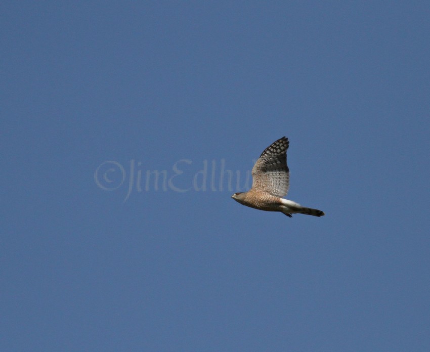 Sharp-shinned Hawk at a distance flyby