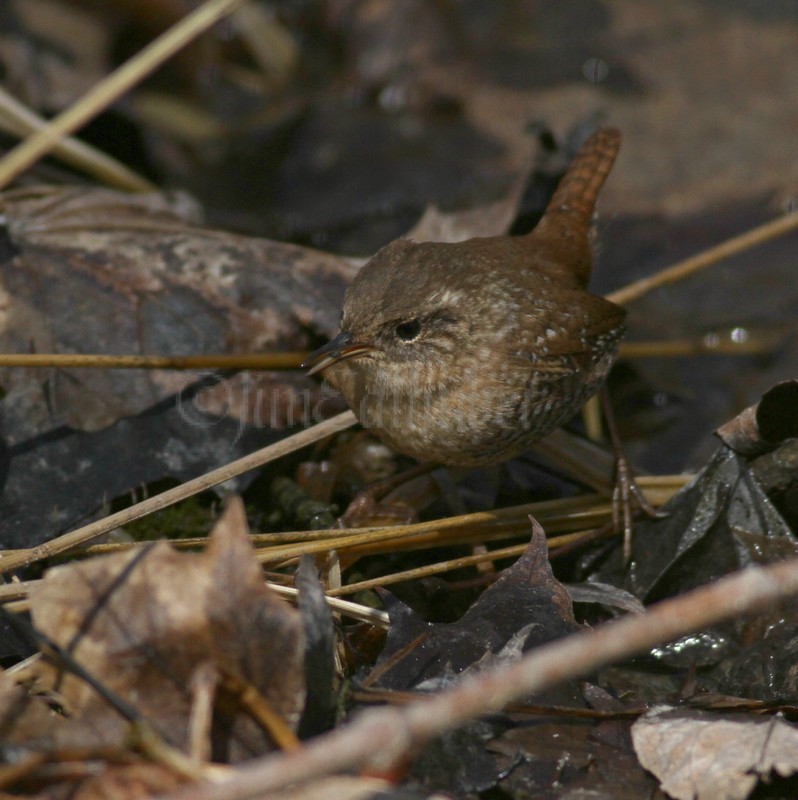 Winter Wren with food