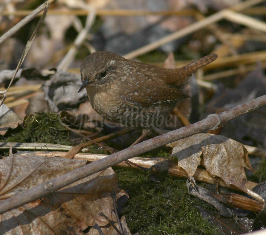 Winter Wren pursuing its food