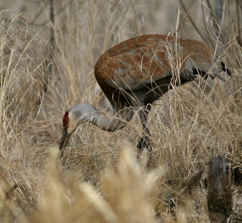 Sandhill Crane feeding in the South Kettle Moraine near Eagle