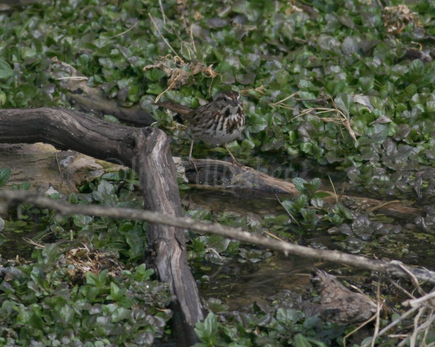 Song Sparrow finding food at Paradise Springs South Kettle Moraine near Eagle