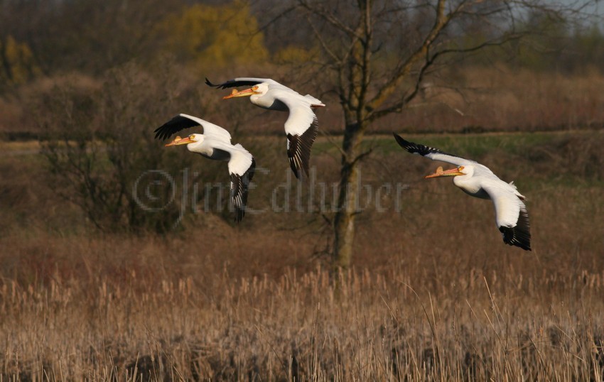 American White Pelicans