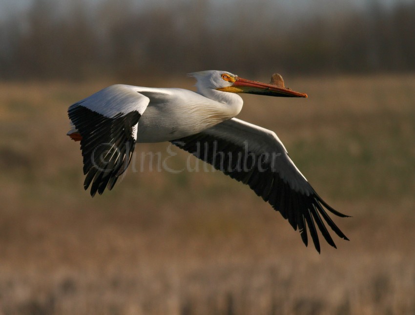 American White Pelican