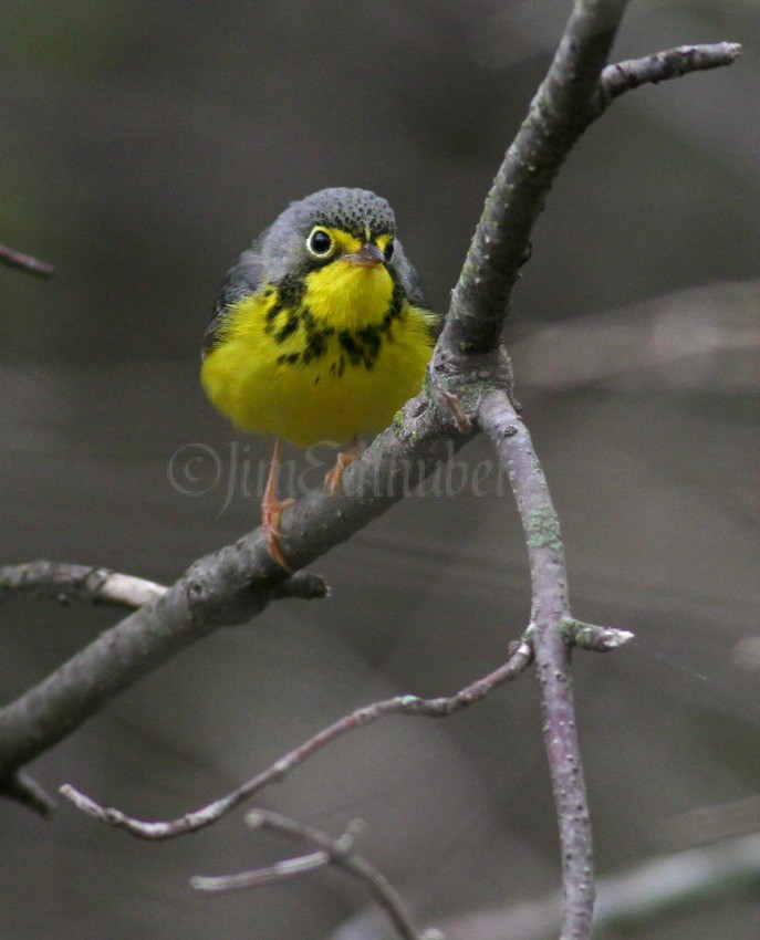 Canada Warbler