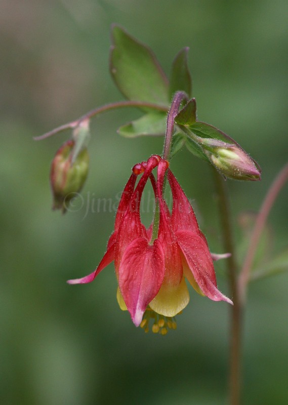 Wild Cloumbine, Aquilegia canadensis