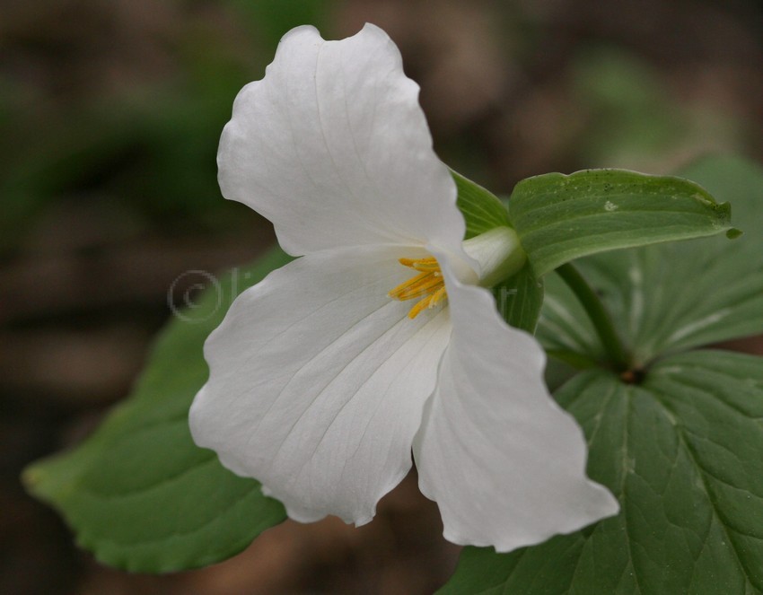 Large White Flowered Trillium, Trillium grandiflorum