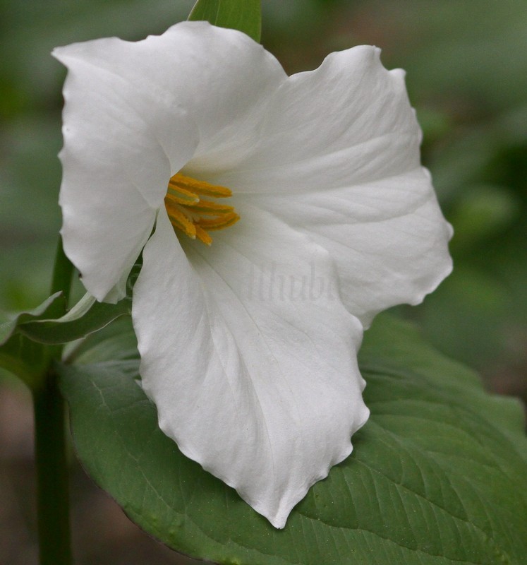 Large White Flowered Trillium, Trillium grandiflorum