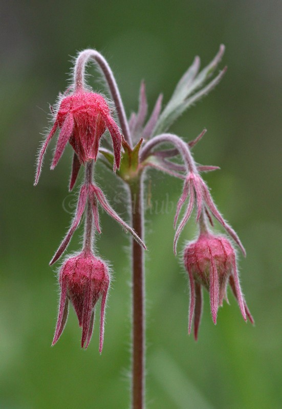 Prairie Smoke, Geum triflorum