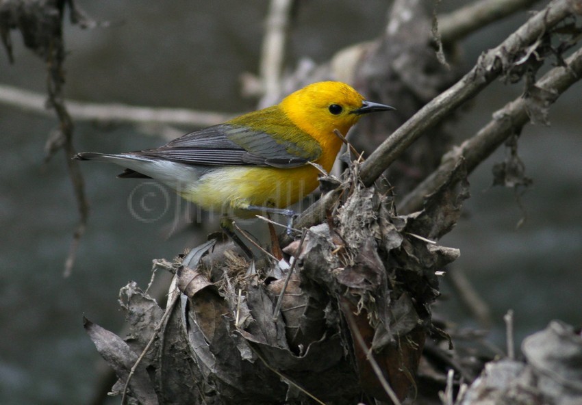 Prothonotary Warbler