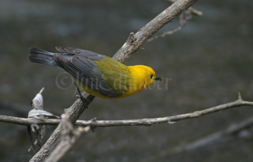 Prothonotary Warbler feeding