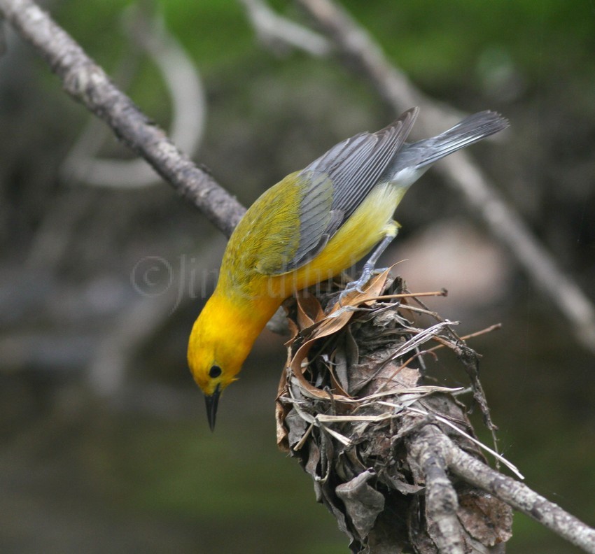 Prothonotary Warbler going through the leaves for bugs