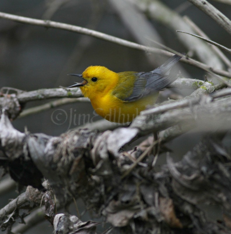 Prothonotary Warbler calling!