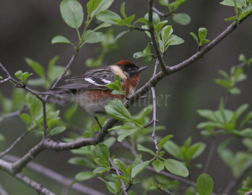 Bay-breasted Warbler