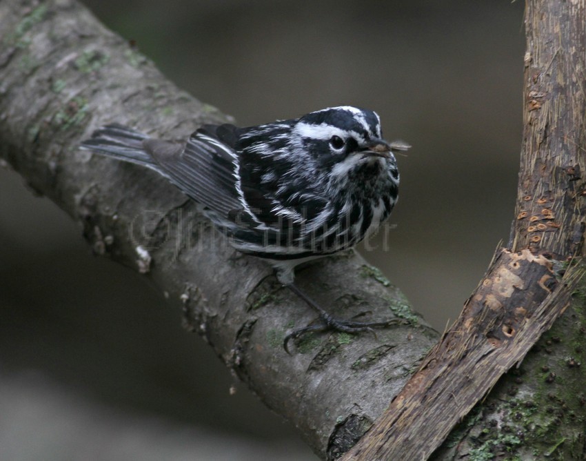 Black and White Warbler with a bug!