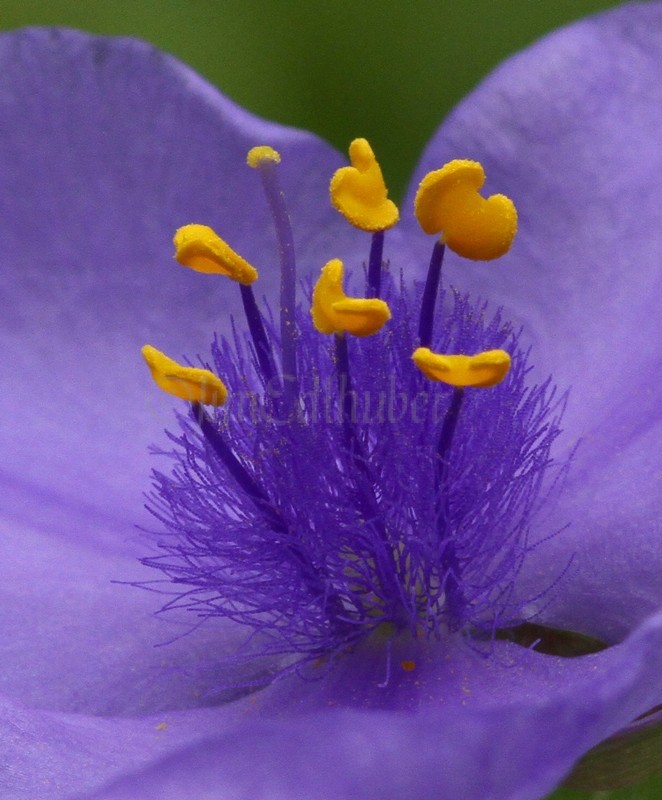 Spiderwort, Tradescantia ohiensis